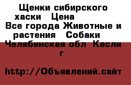 Щенки сибирского хаски › Цена ­ 12 000 - Все города Животные и растения » Собаки   . Челябинская обл.,Касли г.